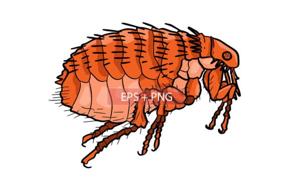 Flea Insect Animal Illustration: A Designer’s Resource Guide